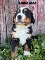 Millie Mae, a female Bernese Mountain Dog for sale in Lake Odessa, MI – 5 of 9