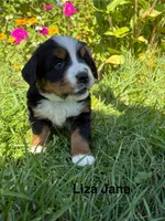 Liza Jane, a female Bernese Mountain Dog for sale in Lake Odessa, MI – 3 of 8