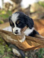 Liza Jane, a female Bernese Mountain Dog for sale in Lake Odessa, MI – 5 of 8