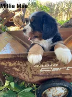 Millie Mae, a female Bernese Mountain Dog for sale in Lake Odessa, MI – 3 of 9