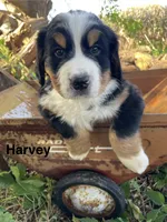 Harvey, a male Bernese Mountain Dog for sale in Lake Odessa, MI – 4 of 7