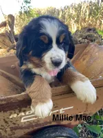 Millie Mae, a female Bernese Mountain Dog for sale in Lake Odessa, MI – 2 of 9