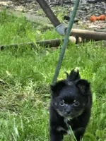 Zuro, a male Pomchi for sale in Black Creek, WI – 1 of 5