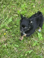 Zuro, a male Pomchi for sale in Black Creek, WI – 5 of 5