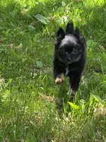 Zuro, a male Pomchi for sale in Black Creek, WI – 3 of 5