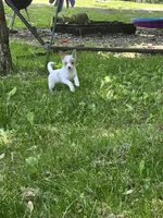 Zilly , a female Pomchi for sale in Black Creek, WI – 4 of 4