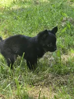 Zuro, a male Pomchi for sale in Black Creek, WI – 4 of 5