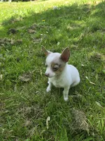 Zilly , a female Pomchi for sale in Black Creek, WI – 3 of 4