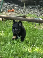 Zuro, a male Pomchi for sale in Black Creek, WI – 2 of 5