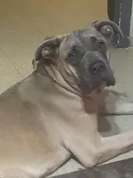 UPCOMING LITTER , a  Cane Corso for sale in New York, NY – Photo 2 of 2