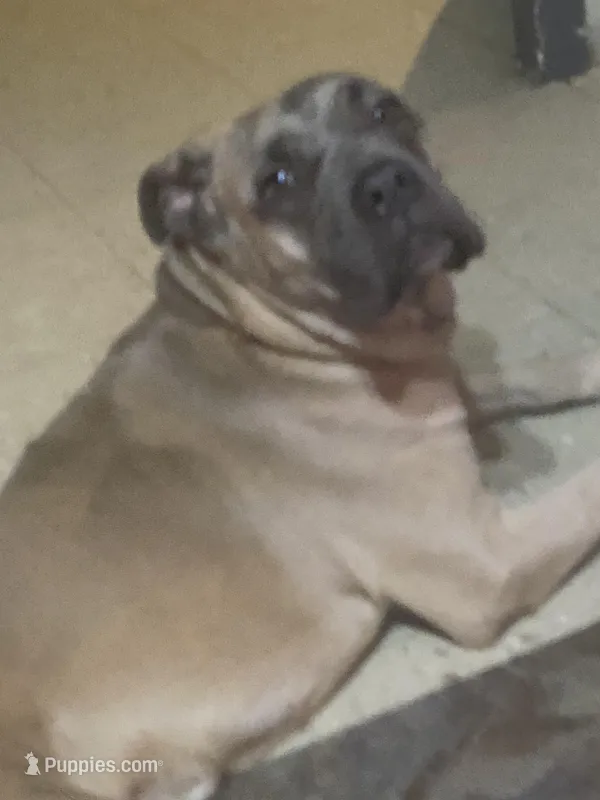 UPCOMING LITTER  – Cane Corso puppy for sale in New York, NY