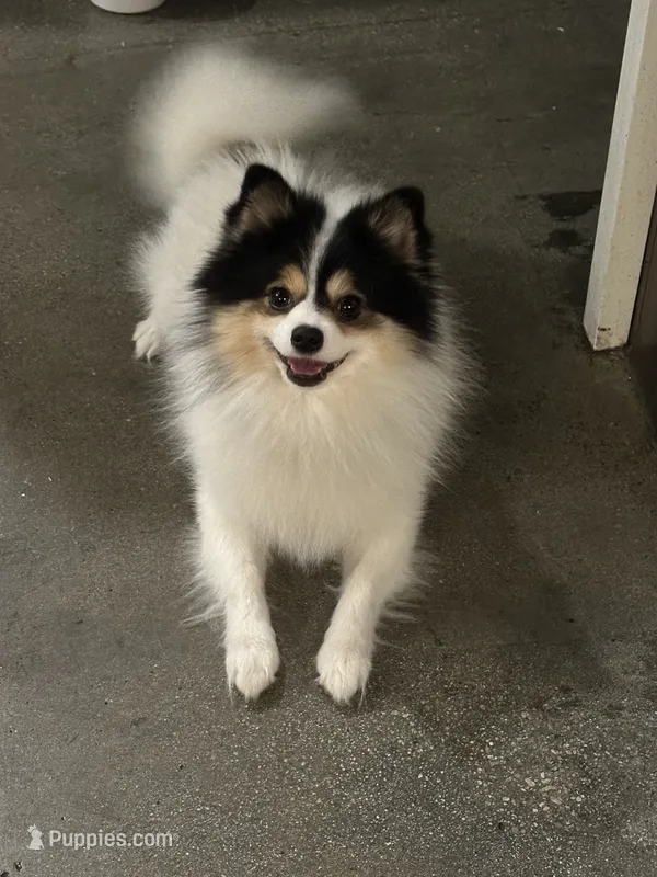Loki – Pomeranian puppy for sale in Canoga Park, CA