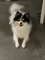Loki, a male Pomeranian for sale in Canoga Park, CA – 1 of 1