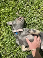 Bailey, a female French Bulldog for sale in Spring Hill, FL – 6 of 8