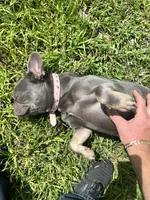 Bailey, a female French Bulldog for sale in Spring Hill, FL – 5 of 8