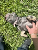 Bailey, a female French Bulldog for sale in Spring Hill, FL – 7 of 8