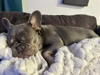 Bailey, a female French Bulldog for sale in Spring Hill, FL – 1 of 8