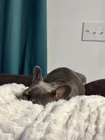 Bailey, a female French Bulldog for sale in Spring Hill, FL – 4 of 8