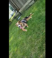 ASHRO, a male Australian Shepherd and Siberian Husky for sale in Bridgewater, SD – 2 of 10