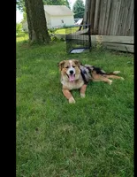 ASHRO, a male Australian Shepherd and Siberian Husky for sale in Bridgewater, SD – 3 of 10