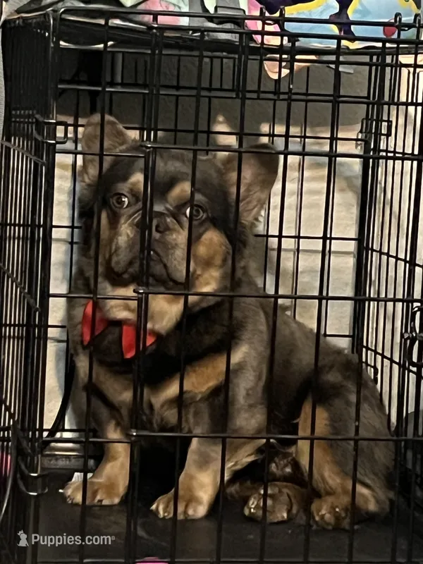 Zeus – French Bulldog puppy for sale in Seattle, WA