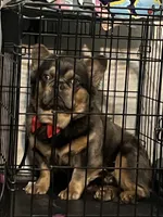 Zeus, a male French Bulldog for sale in Seattle, WA – 1 of 5