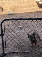 Zeus, a male French Bulldog for sale in Seattle, WA – 3 of 5