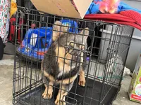Zeus, a male French Bulldog for sale in Seattle, WA – 4 of 5