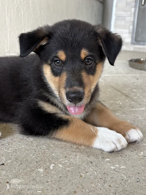 Bluey – Lapinporokoira (Lapponian Herder) puppy for sale in Boca Raton, FL