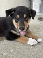 Bluey, a male Lapinporokoira (Lapponian Herder) for sale in Boca Raton, FL – 1 of 5