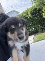 Bluey, a male Lapinporokoira (Lapponian Herder) for sale in Boca Raton, FL – 5 of 5