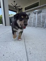 Bluey, a male Lapinporokoira (Lapponian Herder) for sale in Boca Raton, FL – 4 of 5