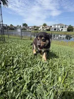 Bluey, a male Lapinporokoira (Lapponian Herder) for sale in Boca Raton, FL – 3 of 5