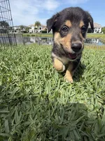 Bluey, a male Lapinporokoira (Lapponian Herder) for sale in Boca Raton, FL – 2 of 5