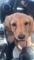 Flo, a female Miniature Dachshund for sale in Watertown, MA – 2 of 5