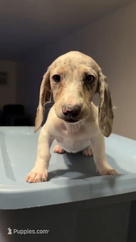 Marci – Miniature Dachshund puppy for sale in Watertown, MA
