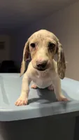 Marci, a female Miniature Dachshund for sale in Watertown, MA – 1 of 5