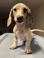Marci, a female Miniature Dachshund for sale in Watertown, MA – 2 of 5