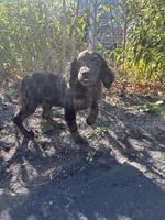 Specks , a male Cockapoo for sale in Watertown, MA – 5 of 5