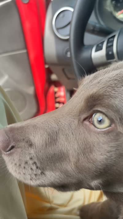 Camille, a female Labrador Retriever and Weimaraner for sale in Watertown, MA – 4 of 5