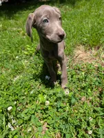 Camille, a female Labrador Retriever and Weimaraner for sale in Watertown, MA – 2 of 5