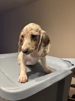 Marci, a female Miniature Dachshund for sale in Watertown, MA – 5 of 5