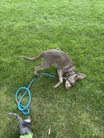 Camille, a female Labrador Retriever and Weimaraner for sale in Watertown, MA – 5 of 5
