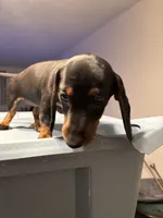 Clove , a female Miniature Dachshund for sale in Watertown, MA – 5 of 6