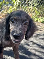 Specks , a male Cockapoo for sale in Watertown, MA – 1 of 5