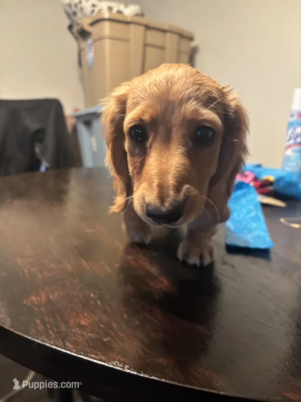 Flo – Miniature Dachshund puppy for sale in Watertown, MA