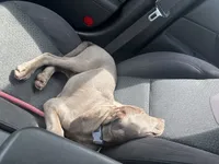 Camille, a female Labrador Retriever and Weimaraner for sale in Watertown, MA – 3 of 5