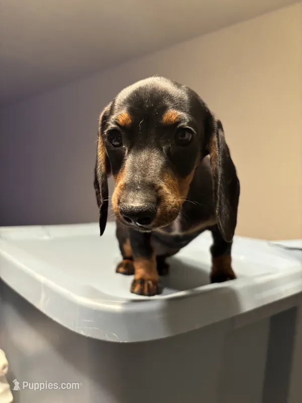 Clove  – Miniature Dachshund puppy for sale in Watertown, MA