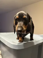 Clove , a female Miniature Dachshund for sale in Watertown, MA – 1 of 6