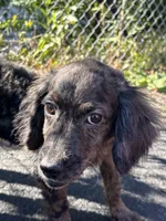 Specks , a male Cockapoo for sale in Watertown, MA – 3 of 5